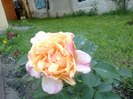 27 iunie 2011 trandafirii si gladiole 009