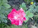 27 iunie 2011 trandafirii si gladiole 013