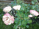 27 iunie 2011 trandafirii si gladiole 039