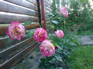 27 iunie 2011 trandafirii si gladiole 038