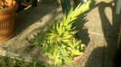 SEMPERVIVUM CU MOTZ..
