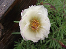 DSCF3953