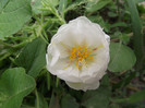 DSCF395