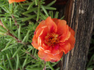 DSCF3954