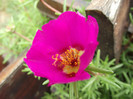 DSCF3955