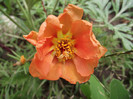 DSCF3962