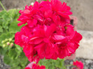 DSCF3930
