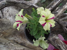 petunia