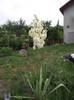 yuca de gradina