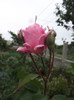 DSCF3948
