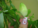UN NOU BOBOCEL LA PASSIFLORA