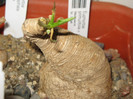 Euphorbia primulifolia v. primulifolia