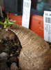 Euphorbia primulifolia v. primulifolia