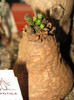 Euphorbia decidua