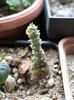 Dorstenia gigas  (obtinuta din seminte)