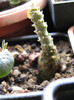 Dorstenia gigas
