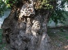 copac in parcul TG-JIU
