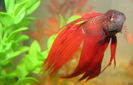 pestele-betta-splendens-sau-luptatorul-siamez