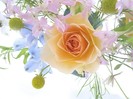 Flowers_rose