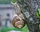 MELCUL (Helix pomatia)