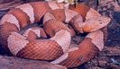 copperhead-782996