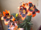 DSCN1525
