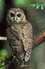 200px-Northern_Spotted_Owl.USFWS-thumb