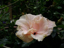 DSC06779