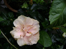 DSC06782