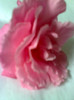 roz f. parfumat -5 leiDEMETRA