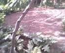 IMG0050A