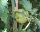 IMG0053A
