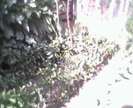 IMG0055A