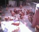 IMG0058A