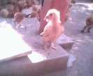 IMG0061A