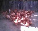 IMG0072A