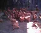 IMG0074A