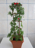 red cypress