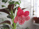 kohleria Queen Olympus