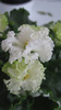 Lil Glimpse O Spring
