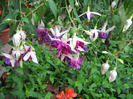 floricele iunie 2011 135