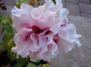 Petunia Red & White (2011, June 24)