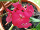 Orbit geranium Violet, 25jun2011