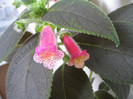 Kohleria Yf\'s Mika 5