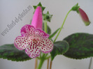 New - Kohleria Jessica - Hibrid rar, excelenta floarea, fina, mare
