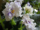 violete