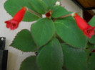 kohleria