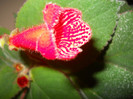 kohleria