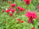 monarda
