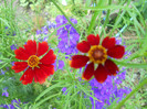 coreopsis